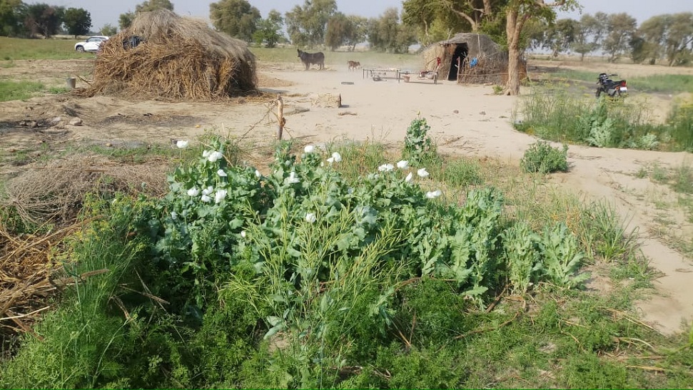 Doda poppy plant seized in large quantities in jaisalmer