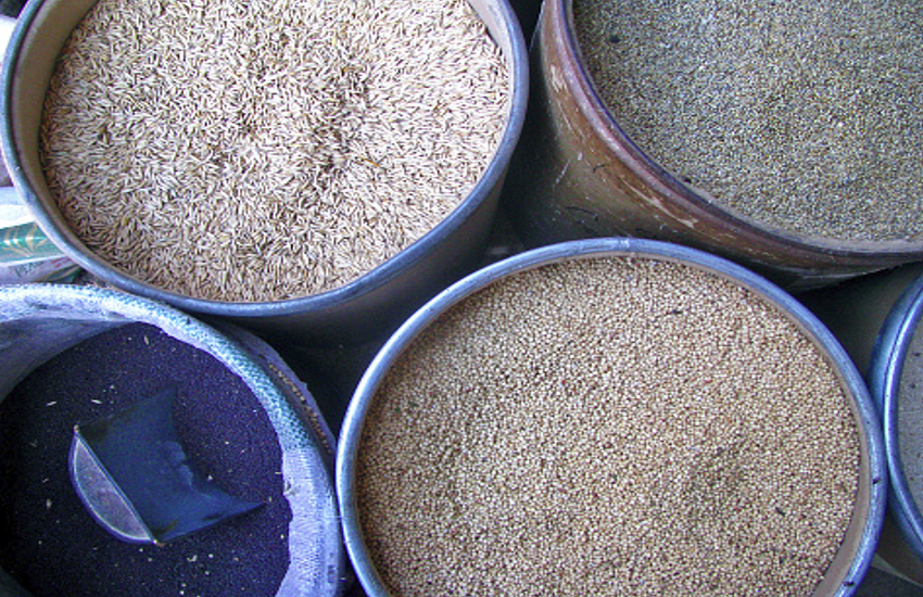 Eat Pearl millet To get strong bones and control Diabetes