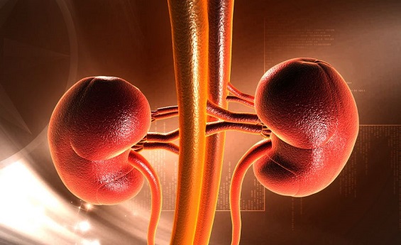 World Kidney Day, World Kidney Day 2020, Kidney Day 2020, 2020 WKD