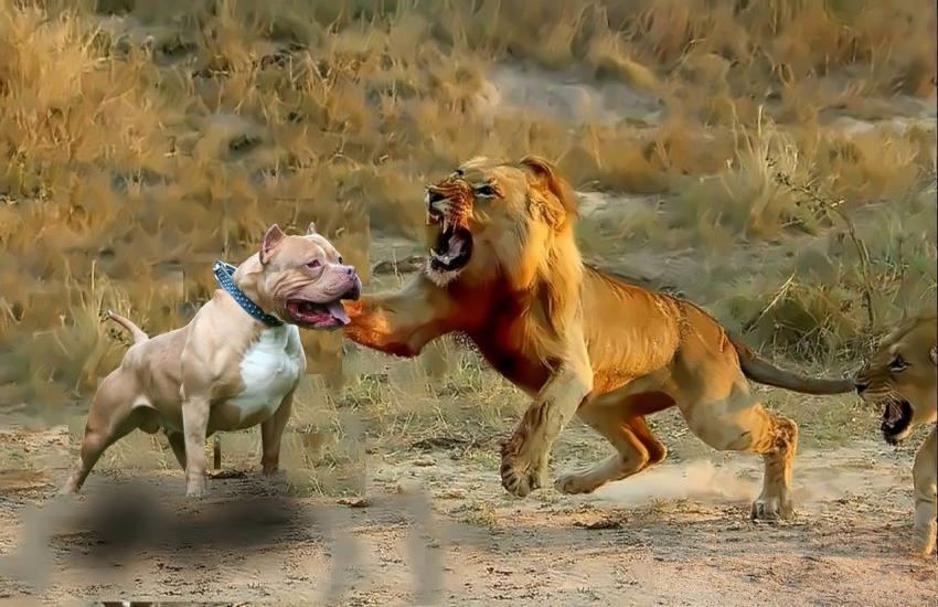 Dog Vs Lion