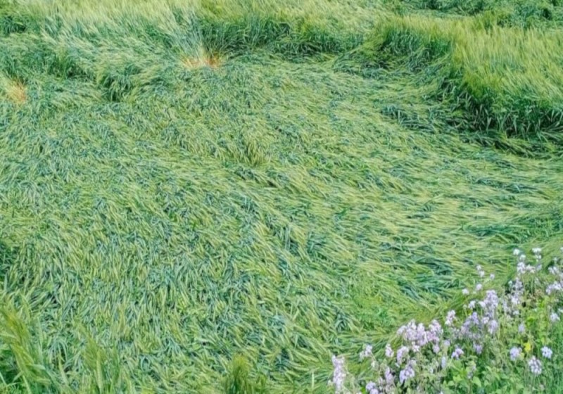 बेमौसम बरसात, ओले और आंधी से मिनी मलिहाबाद बर्बाद, बारिश की संभावना से डरे लोग