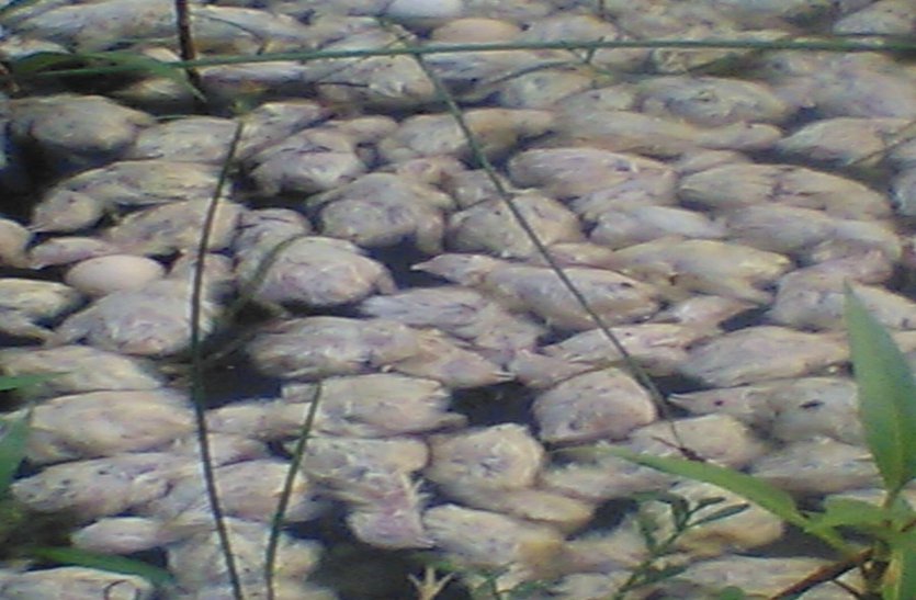 शिवनाथ नदी के अमोरा घाट में फेंकी गई मृत मुर्गियां, संक्रमण फैलने की आशंका