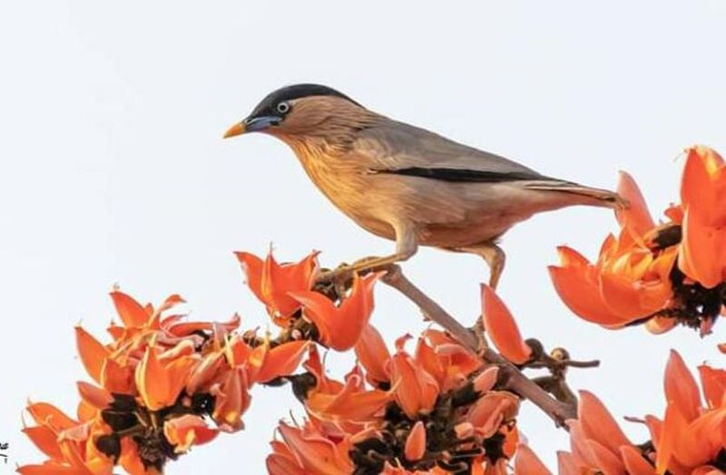 Nature also used to gift Holi colors in bhilwara