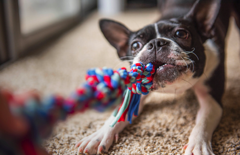 Coronavirus Update: Can pets get coronavirus infection?