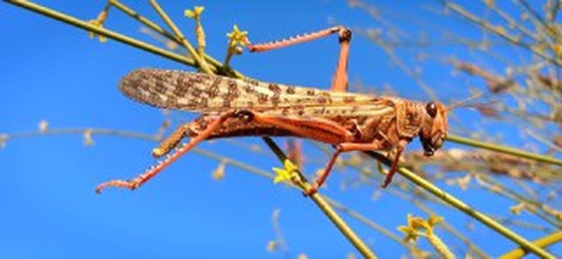 नौ महीने बाद भारत हुआ टिड्डी मुक्त, दो महीने बाद हो सकता है फिर टिड्डी का हमला