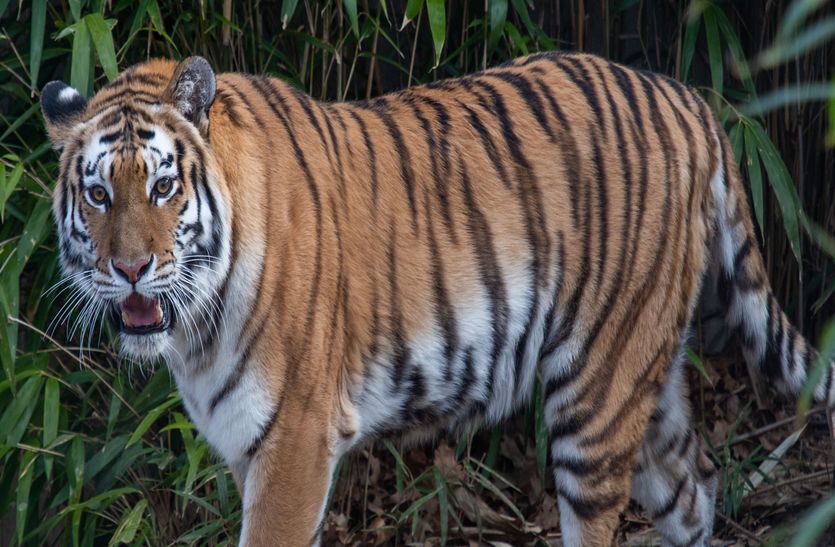 बाघों को राहत मिलने का रास्ता साफ, सरिस्का पैलेस होटल बंद करेगी राज्य सरकार