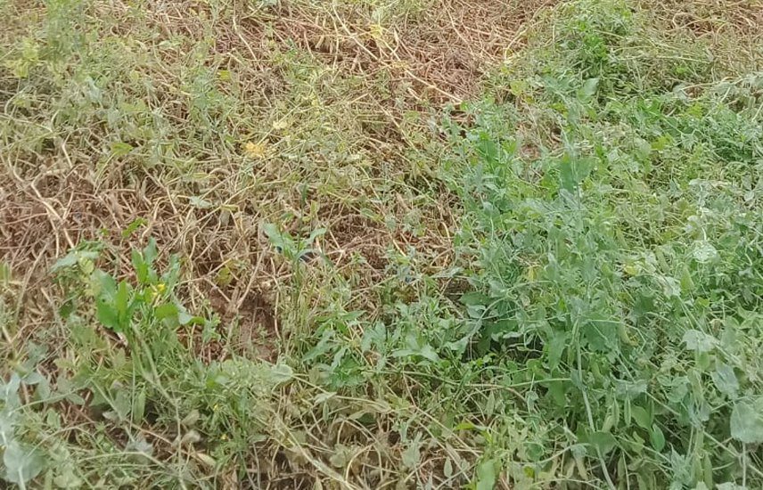 heavy rainfall in singrauli, crop rotting in field worst