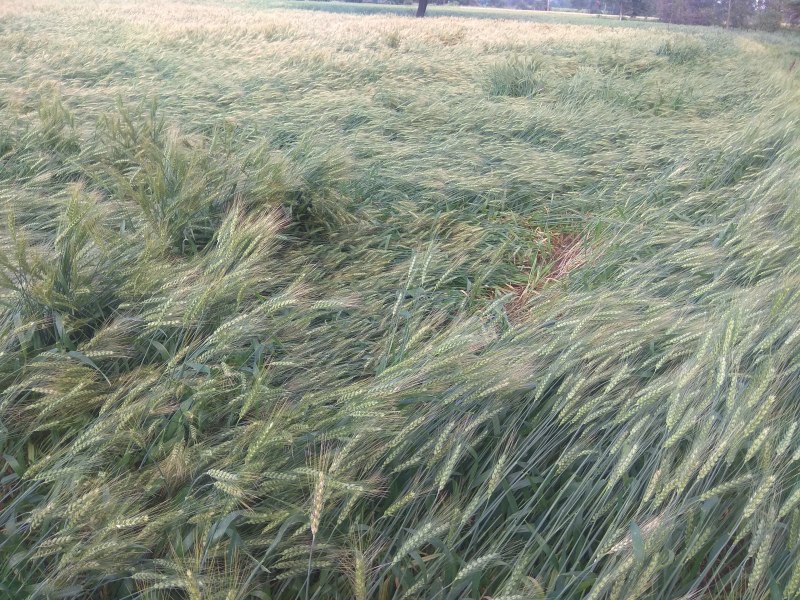 किसानों पर मौसम की मार