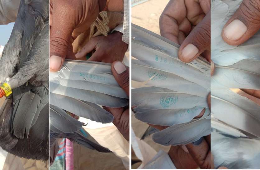 बॉर्डर एरिया में मिला संदिग्ध कबूतर, पंख पर लिखा चारनपुर टू लाहौर
