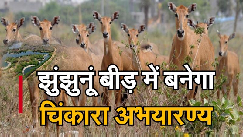 झुंझुनूं बीड़ में बनेगा चिंकारा अभयारण्य