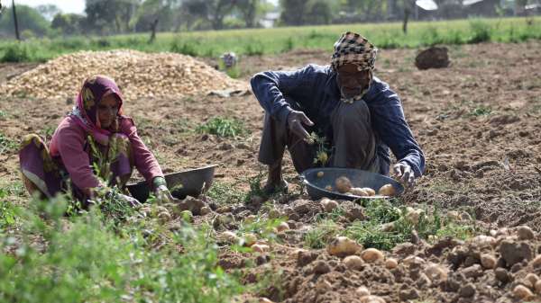 Potato bumper yield, smile on Annadata's face .... See in the pictures
