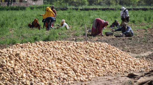 Potato bumper yield, smile on Annadata's face .... See in the pictures