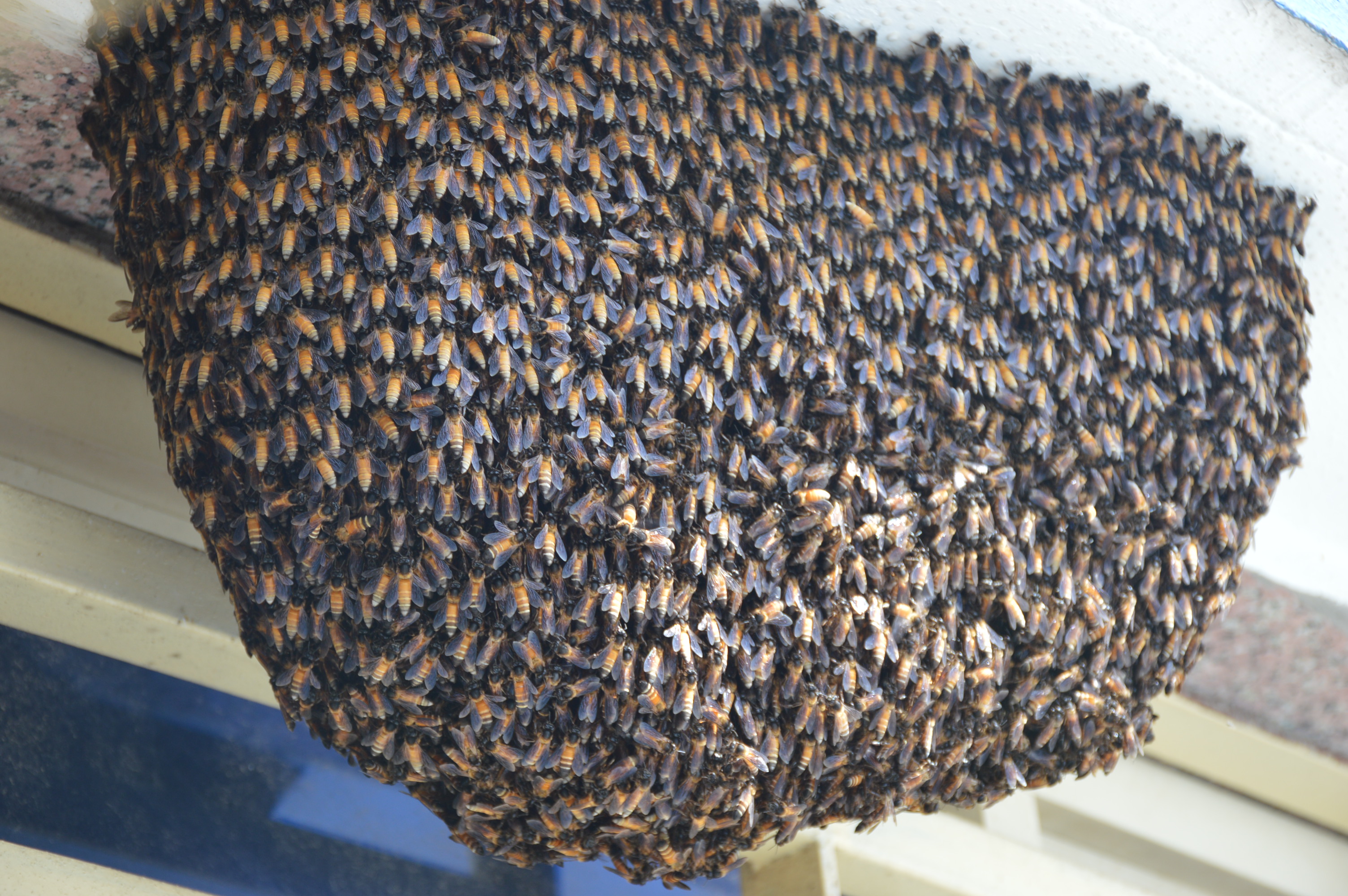 Large bees near the newborn ward proving dangerous