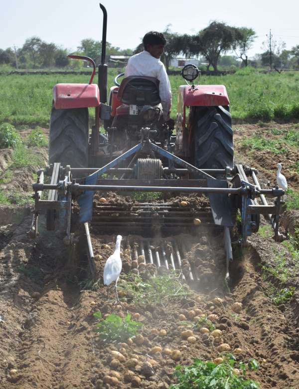 Potato bumper yield, smile on Annadata's face .... See in the pictures