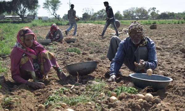 Potato bumper yield, smile on Annadata's face .... See in the pictures