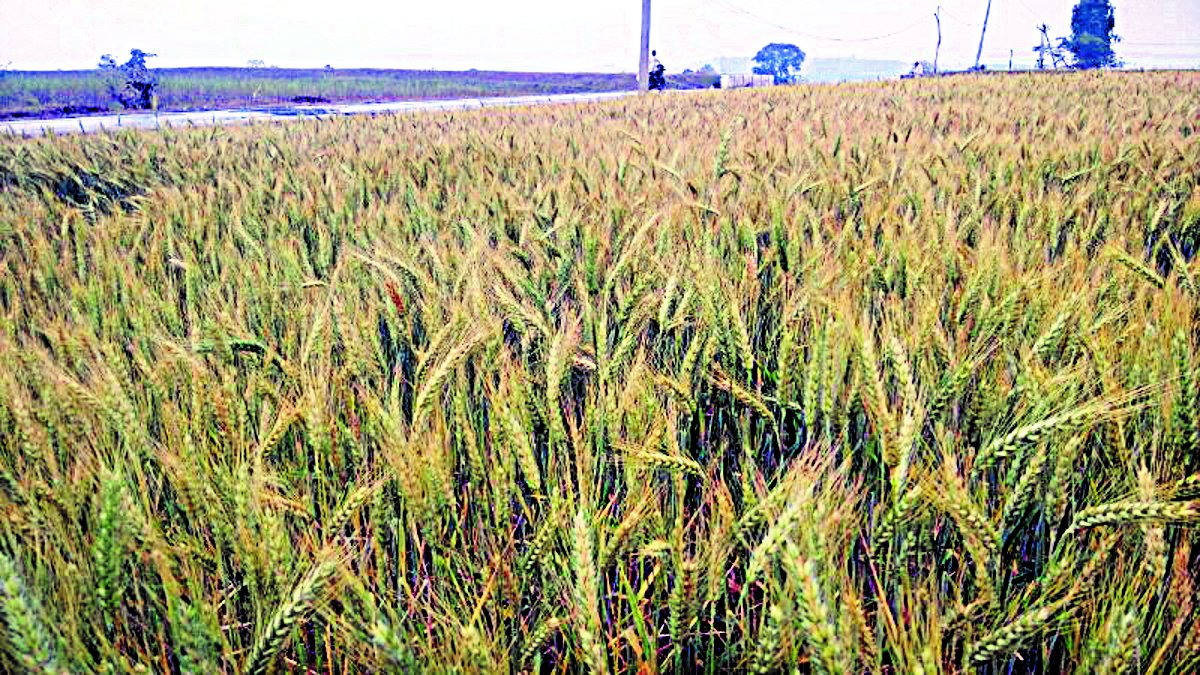 Record: Wheat acreage doubled in one year, know what will be the benef