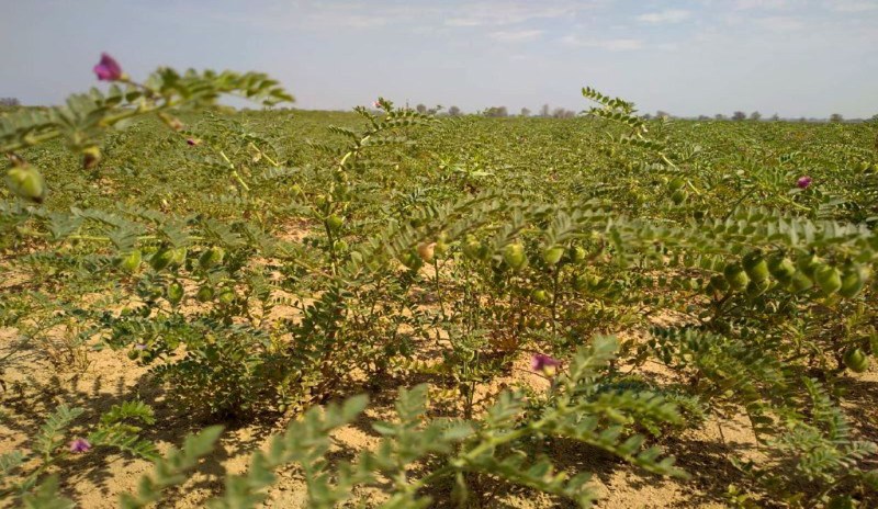 "चना" फसल, बम्पर उत्पादन होने की उम्मीद