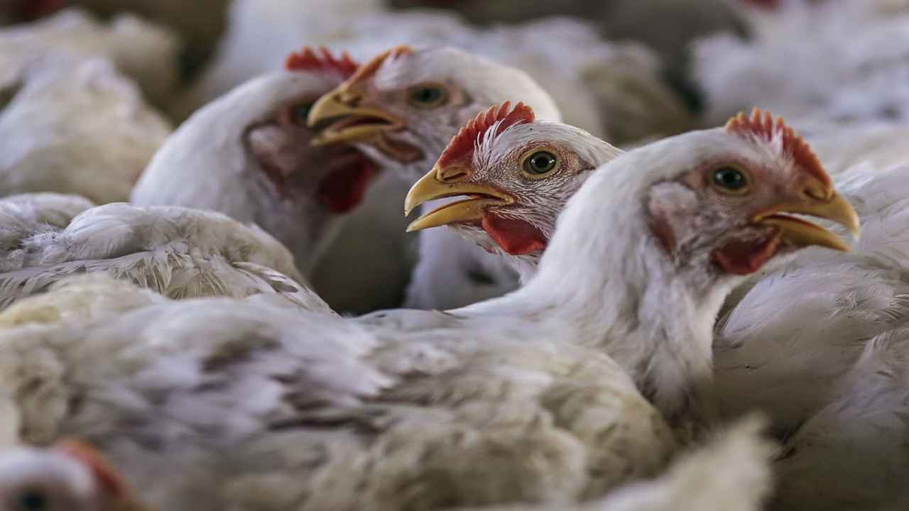 Poultry farm owner distribute free chicken in Bihar