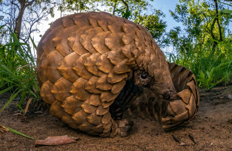 pangolin