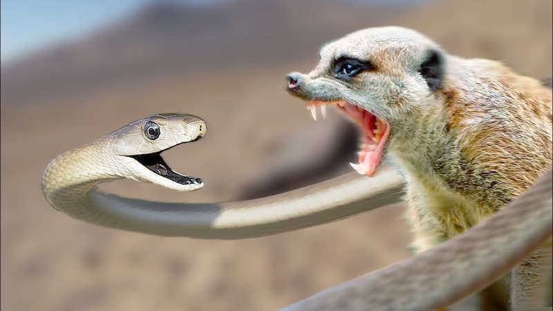 Cobra mangoose deadly fight