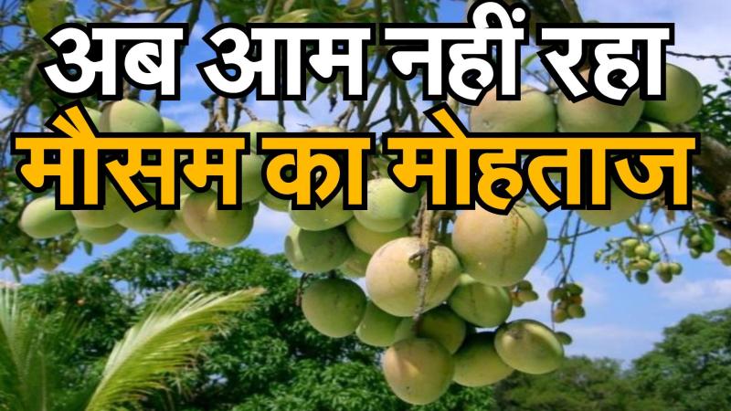 साल भर फल देता है 'सदाबहार'आम