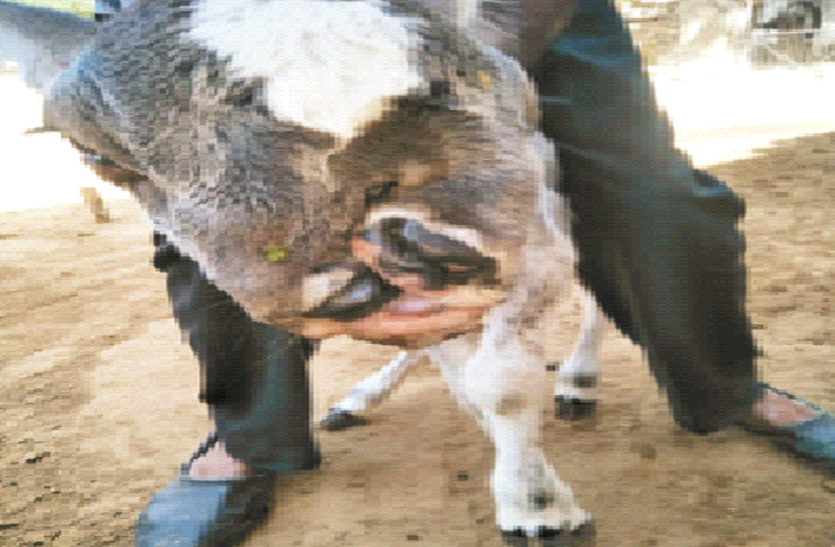 कौतूहल: गाय ने दिया विचित्र बछड़े को जन्म