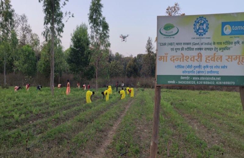 बस्तर की महिलाओं ने बनाई ऐसी हर्बल चाय जो कोरोना सहित कई गंभीर रोगों का करती है सफाया