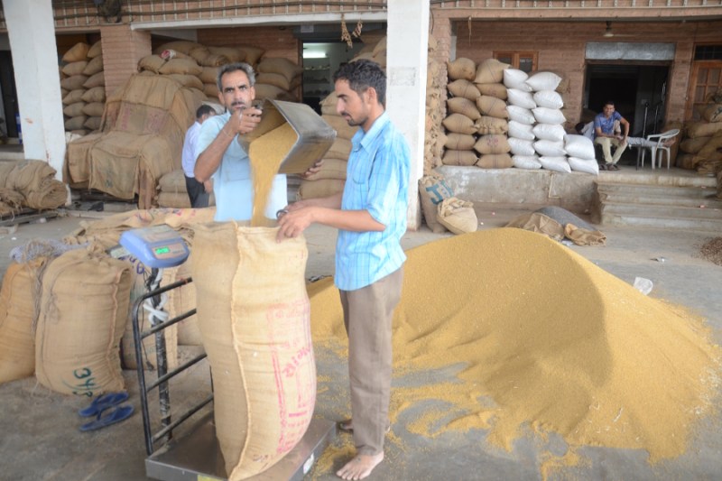 online purchasing of mustard seed and gram started in rajasthan mandi