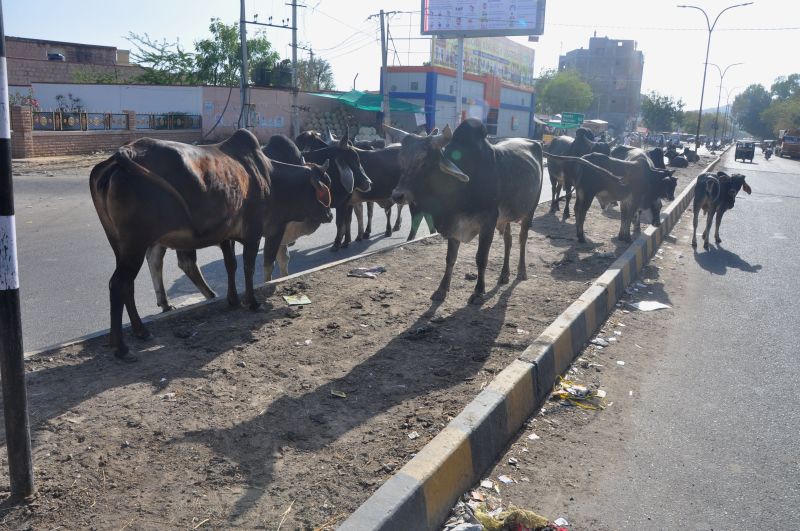 Animals are injuring the common man every day