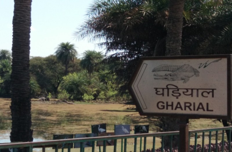 ... बरसात में बह गए घडिय़ाल, तीन हमारे पास, बाकी का पता नहीं