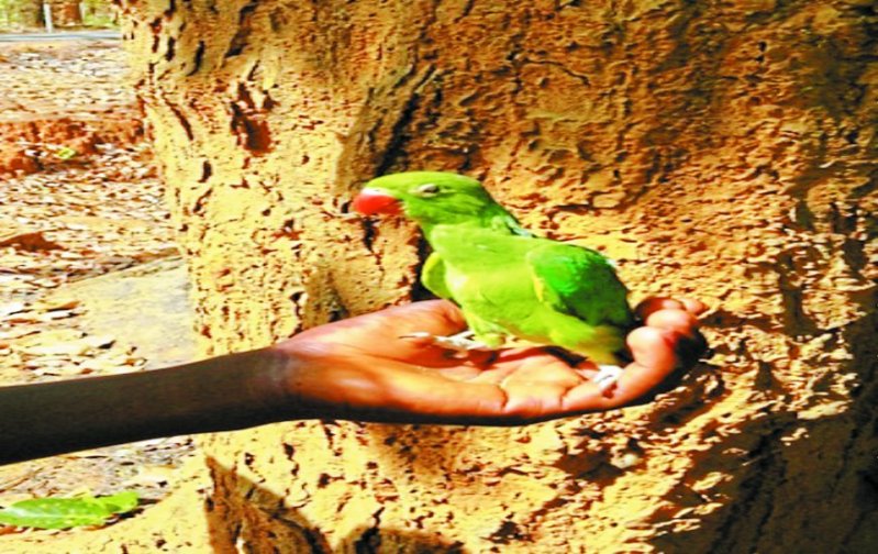 तोता की तस्करी जोरों पर, नशीला पदार्थ खिलाकर शहर पहुंचा रहे