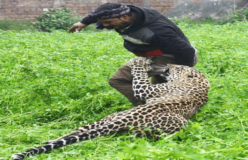 Leopard attack viral video