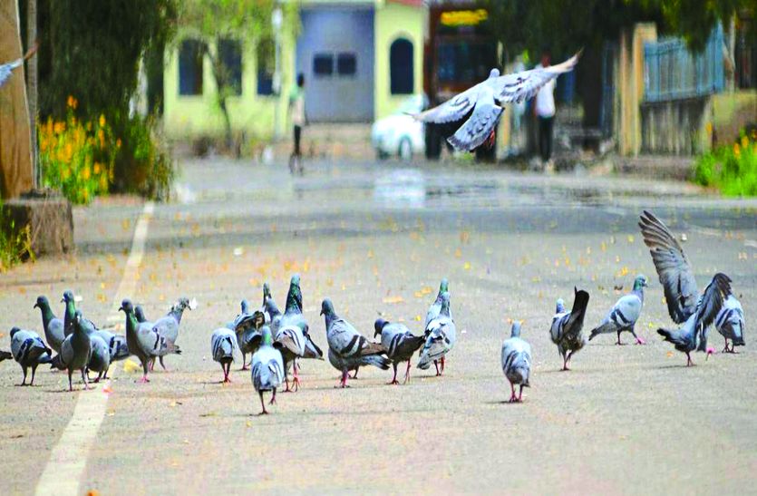  सीकर. जयपुर रोड स्थित कृषि उपज मंडी मुख्य मार्ग पर झुंड में पक्षी।    फोटो: पंकज पारमुवाल