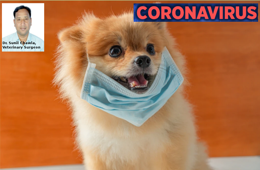 coronavirus-for-pets-learn-from-experts-how-to-take-care-of-pets