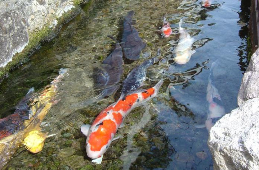 जापान के इस शहर की नालियां इतनी स्वच्छ कि तैरती हैं मछलियां