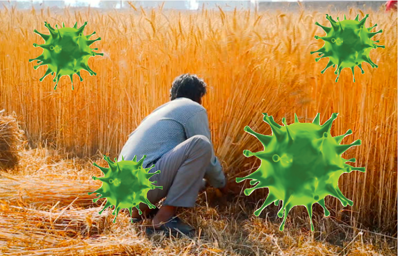 corona : फसल कटाई के दौरान रखनी होगी विशेष सावधानी