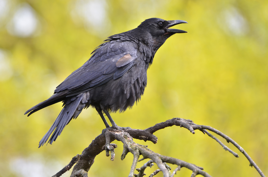 Covird Crows