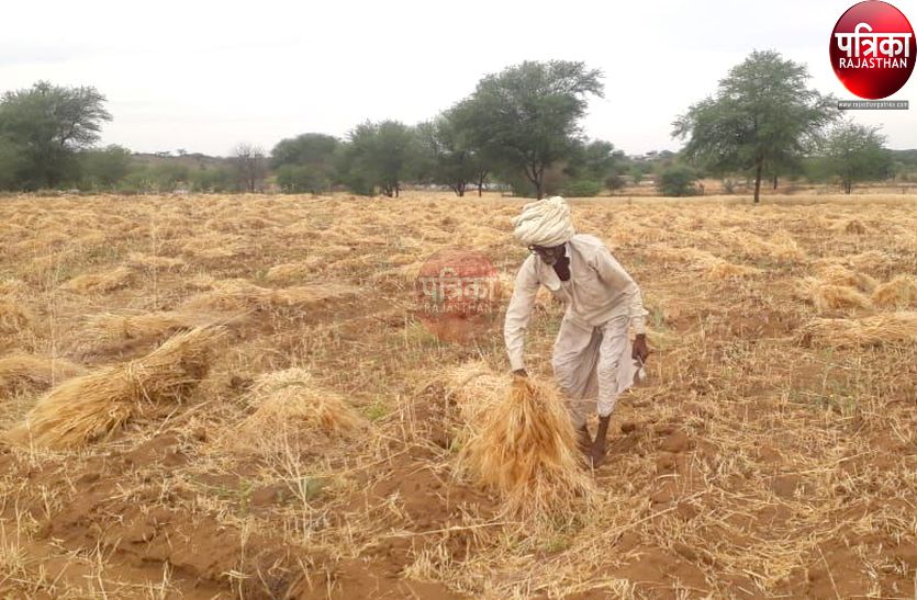 VIDEO : राजस्थान में यहां हुई बारिश ने कटी फसलों को भिगोया, धरती पुत्रों की बढ़ी चिंता