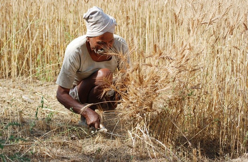 corona affect on crop harvesting in gwalior chambal region