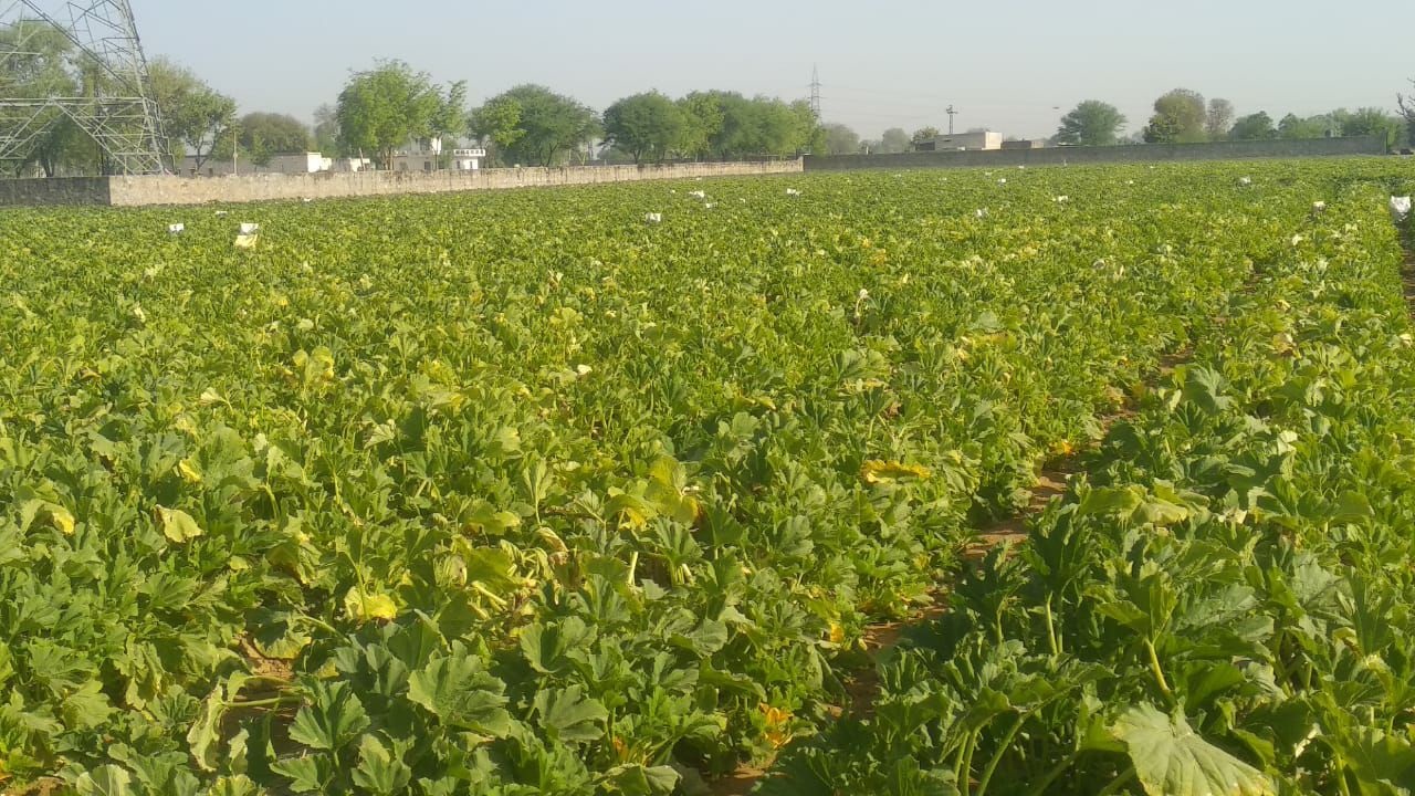 लॉकडाउन: किसानों की कमाई लॉक, सब्जी मंडियों में लाखों रुपए का व्यवसाय धरातल पर