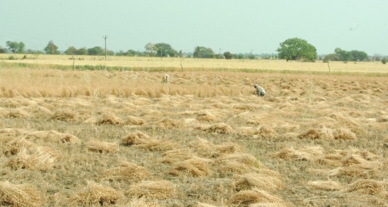 खेतों में खड़ी फसलें, आसमान में बादलों का डेरा, फसल कटाई का संकट