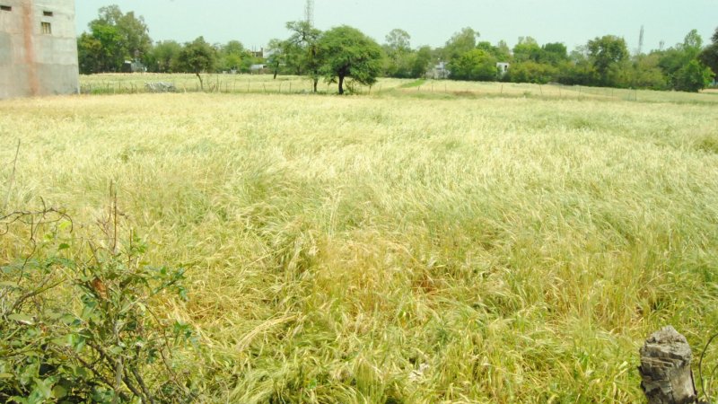 गुना में तीन घंटे रिमझिम बारिश, खेतों में खड़ी फसलों पर संकट, किसान चिंतित