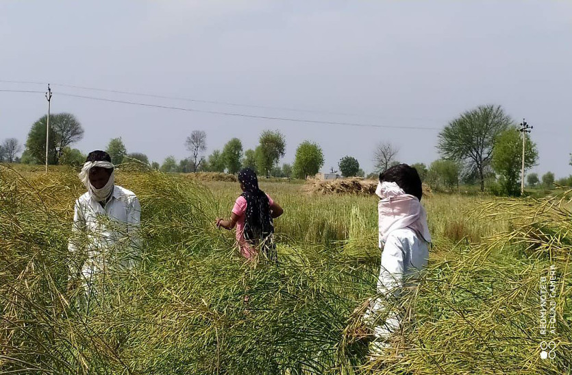 खेत-खलिहान में रबी फसल कटाई में कोरोना वायरस का खौफ
