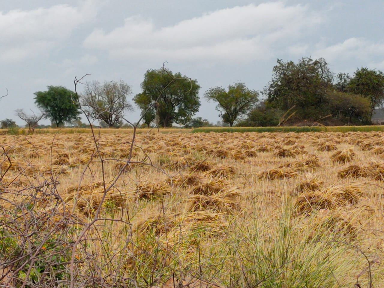  तेज हवा ने कई खेतों में बिछा दी गेहूं की फसल  Rain water filled in the harvested fields, news in hindi, mp news, datia news