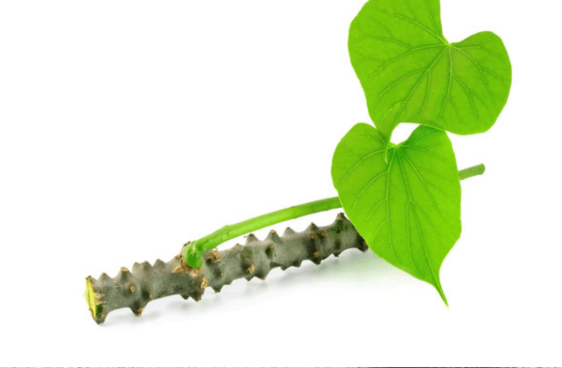 गिलोय के सेवन से बढ़ती है इम्यूनिटी, कई रोगों में मिलेगा फायदा