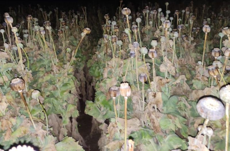 भीग गया गेहूं, धुल गया अफीम का दूध