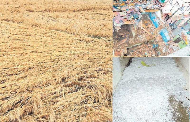 कुदरत का कहर, फसलें और घर जमींदोज, बुजुर्ग महिला का टूटा दम