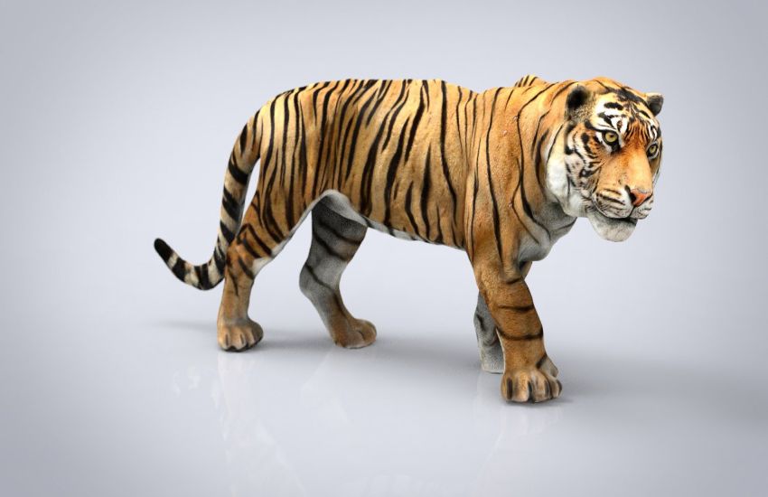 Watch Live 3D Animals via Google 3D Feature to Wipe Out Boring Day
