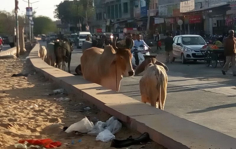 Photo will be taken with owner before leaving animal in cowshed