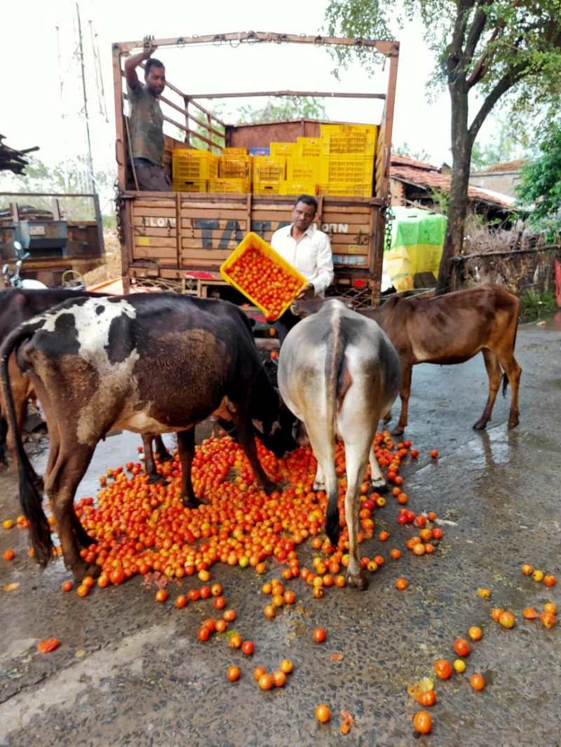 टमाटर नहीं बिकने पर किसान मवेशियों को खिला रहे
